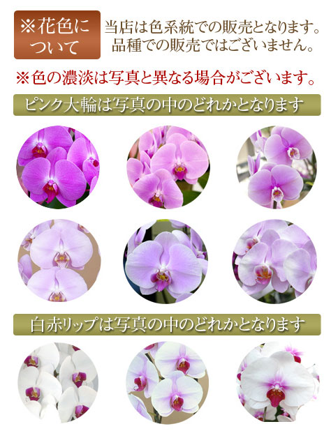 花色について