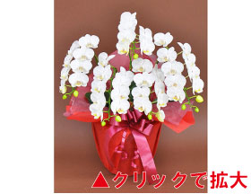 胡蝶蘭 白ミディ 5本立ち 45輪以上（つぼみ込み）【2WW0509】